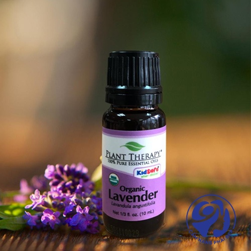 Organic Lavender của Plant Therapy 